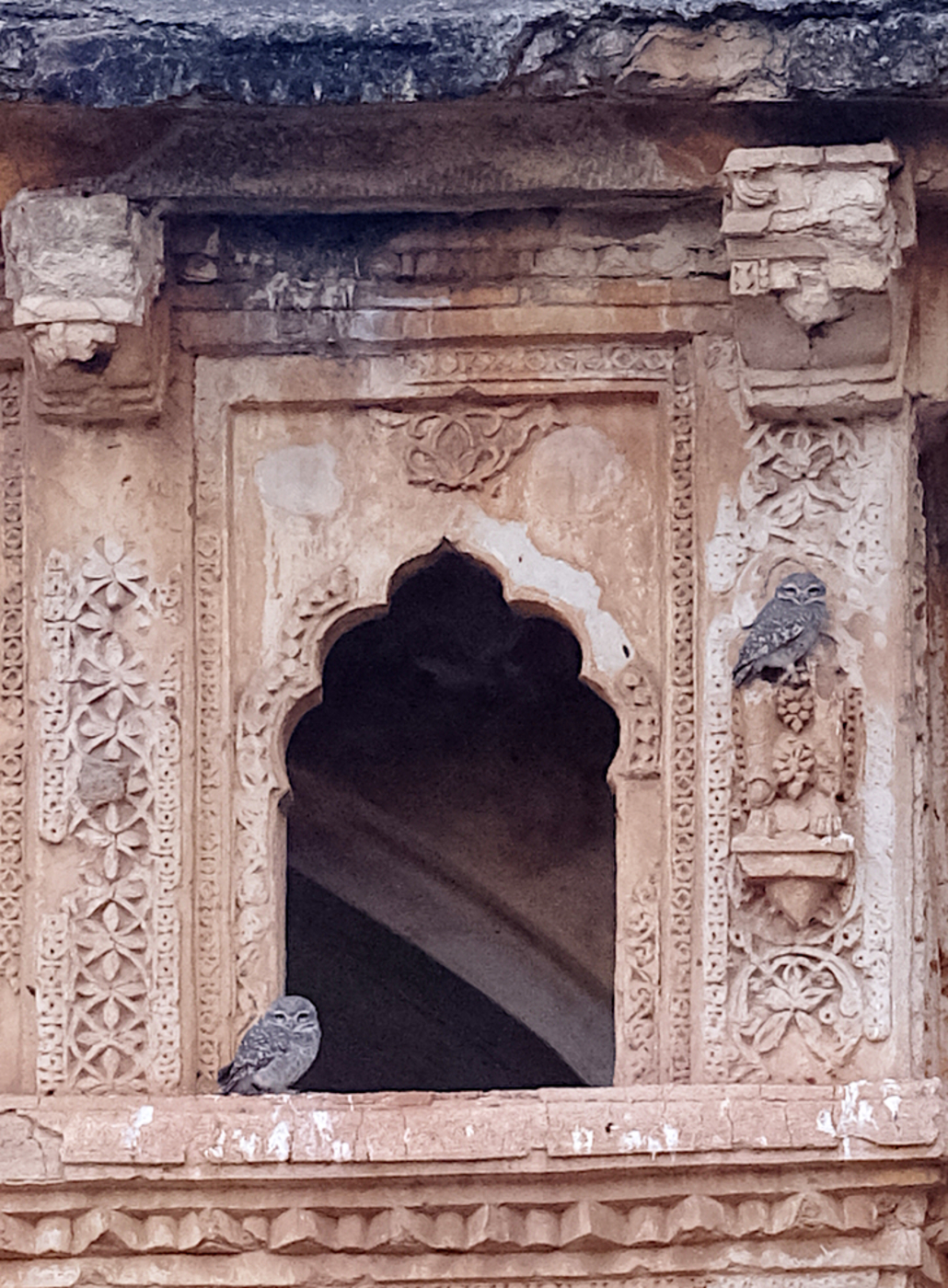 Two Spotted Owlets at the Queen's bath 