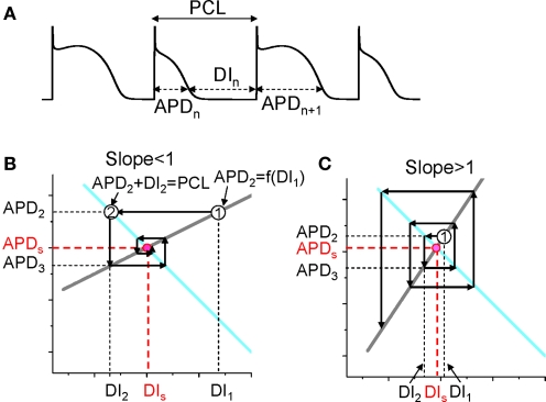 restitution_alternans.jpg