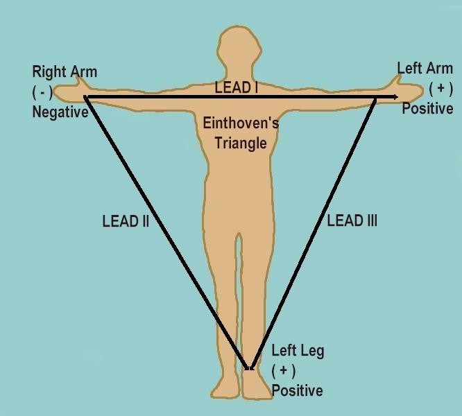 einthoven_triangle.jpg