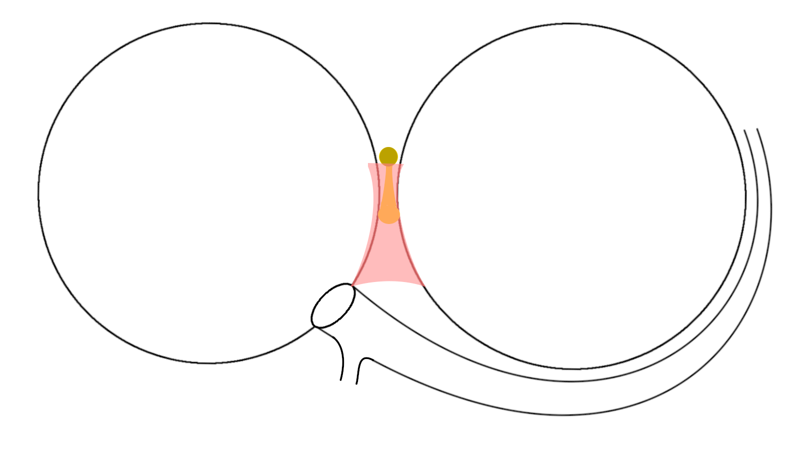septal_ap3.png